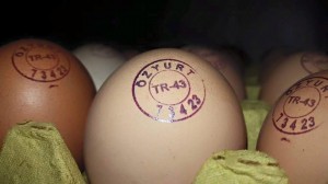 YUMURTA DAMGALAMA 0553 444 88 88